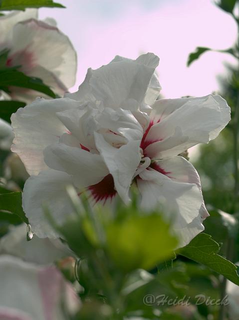 Hibiscus syriacus Speciosus .jpg